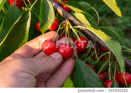 The gardener's hand picks ripe cherries from a branch close-up in the garden. Rich summer harvest. 107838382