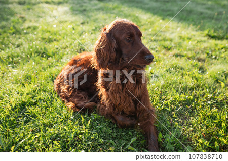 Cute Irish setter dog lies on green grass in the setting sun. Walk the dog in the summer in the park. Cute Irish setter dog lies on green grass in the setting sun. Walk the dog in the summer in the park. 107838710