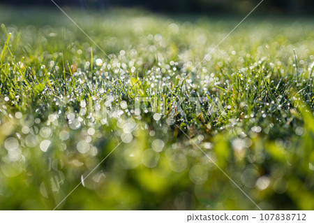 Dew drops on fresh spring grass on a morning, banner with copy space. High quality photo Dew drops on fresh spring grass on a morning, banner with copy space. High quality photo 107838712