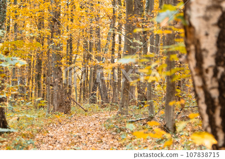 view of autumn forest view of autumn forest 107838715