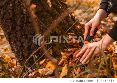 searching for mushrooms in autumn forest searching for mushrooms in autumn forest 107838717