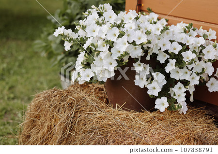 White petunias in terracotta pot on hay White petunias in terracotta pot on hay 107838791