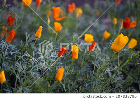 Colorful flowers on a green bed. Yellow-red flowers of Eschscholzia in summer. Papaveraceae flowers. Colorful flowers on a green bed. Yellow-red flowers of Eschscholzia in summer. Papaveraceae flowers. 107838796