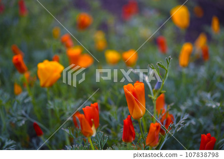 Colorful flowers on a green bed. Yellow-red flowers of Eschscholzia in summer. Papaveraceae flowers. 107838798