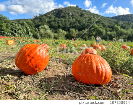pumpkin patch. fresh orange pumpkins on a farm field. Rural landscape 107838954
