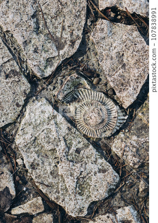 Fossil of specimen of ammonite in stone. Extinct prehistoric animals. Spiral fossil. Snail-like shel Fossil of specimen of ammonite in stone. Extinct prehistoric animals. Spiral fossil. Snail-like shel 107838991