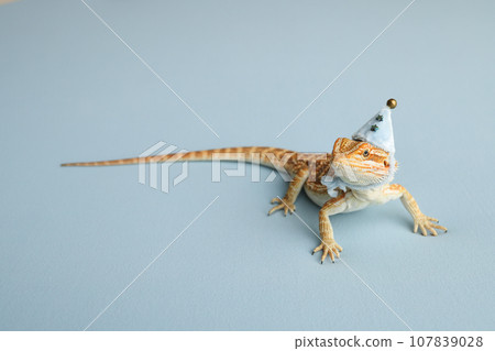 Bearded dragon, pogona vitticeps, isolated on blue background, Tiger Pattern Morphs. Professional studio macro photography on isolated blue background. Dragon in a New Year's blue cap. New Year card. Bearded dragon, pogona vitticeps, isolated on blue background, Tiger Pattern Morphs. Professional studio macro photography on isolated blue background. Dragon in a New Year's blue cap. New Year card. 107839028