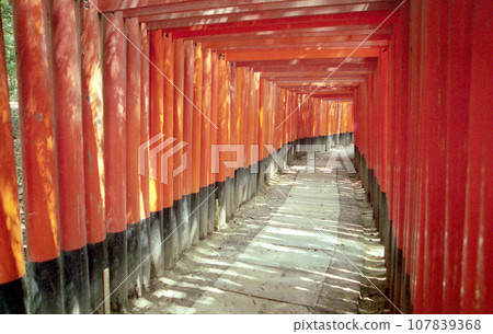Fushimi Inari Taisha Shrine Senbon Torii Fukakusa, Fushimi Ward, Kyoto City Fushimi Inari Taisha Shrine Senbon Torii Fukakusa, Fushimi Ward, Kyoto City 107839368