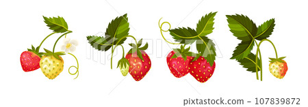 Sweet Strawberry Red Fruit Branch with Green Leaf and Stem Vector Set 107839872