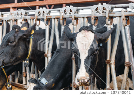 Black and white spotty cows on a farm 107840041