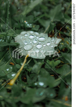 Fallen green leaves with dew. Autumn leaves. water drops on the leaves of a tree close-up 107840407
