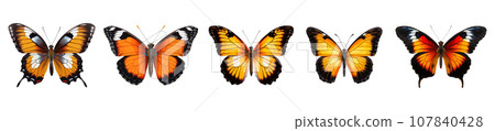 Colored butterfly vector set isolated on white 107840428