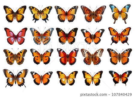 Colored butterfly vector set isolated on white 107840429