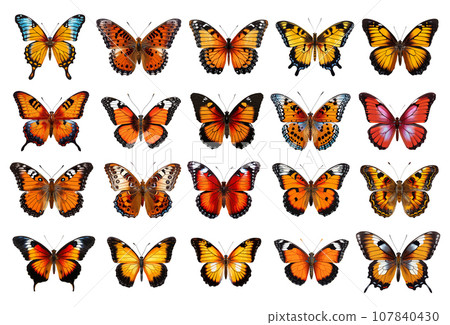 Colored butterfly vector set isolated on white 107840430
