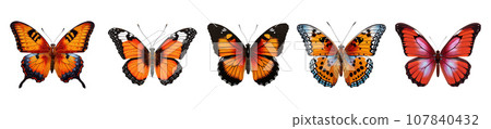Colored butterfly vector set isolated on white 107840432