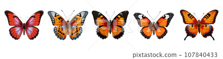 Colored butterfly vector set isolated on white 107840433