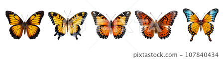 Colored butterfly vector set isolated on white Colored butterfly vector set isolated on white 107840434