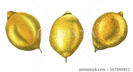 Lemons fruit set. Hand drawn watercolor illustration of whole tropic fruit isolated on white background. Citrus for clipart or menu design. Realistic sketch Lemons fruit set. Hand drawn watercolor illustration of whole tropic fruit isolated on white background. Citrus for clipart or menu design. Realistic sketch 107840952