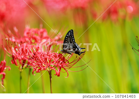 Swallowtail butterfly sucking the nectar of red cluster amaryllis Swallowtail butterfly sucking the nectar of red cluster amaryllis 107841403