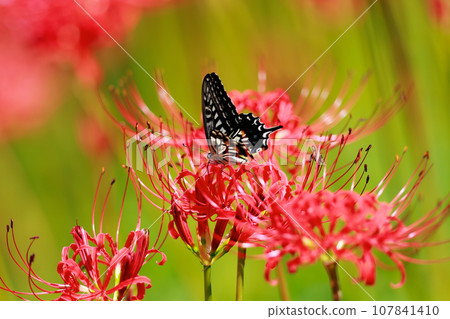 吮吸紅色群孤挺花花蜜的燕尾蝶 107841410