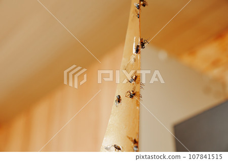 Adhesive tape from flies. An effective tool for controlling insects indoors. Adhesive tape from flies. An effective tool for controlling insects indoors. 107841515