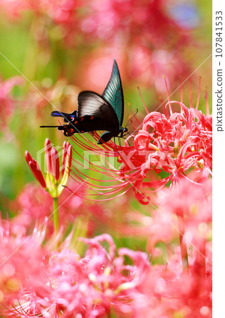 烏鴉燕尾從紅蜘蛛百合吸取花蜜 烏鴉燕尾從紅蜘蛛百合吸取花蜜 107841533