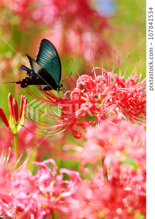烏鴉燕尾從紅蜘蛛百合吸取花蜜 烏鴉燕尾從紅蜘蛛百合吸取花蜜 107841534