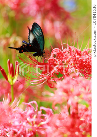 烏鴉燕尾從紅蜘蛛百合吸取花蜜 烏鴉燕尾從紅蜘蛛百合吸取花蜜 107841536