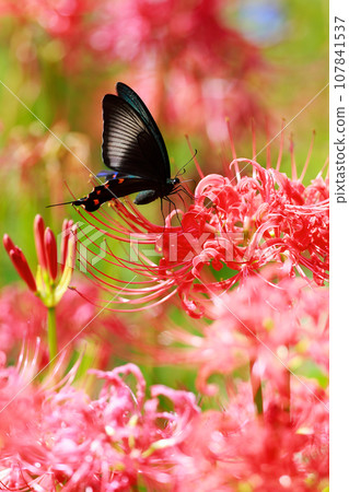 烏鴉燕尾從紅蜘蛛百合吸取花蜜 烏鴉燕尾從紅蜘蛛百合吸取花蜜 107841537