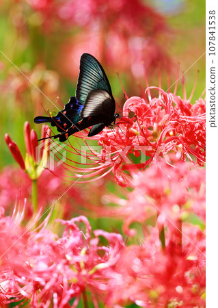 Crow swallowtail sucking nectar from red spider lily 107841538