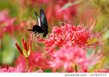烏鴉燕尾從紅蜘蛛百合吸取花蜜 烏鴉燕尾從紅蜘蛛百合吸取花蜜 107841573