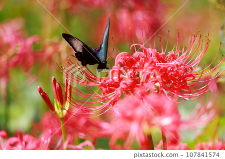烏鴉燕尾從紅蜘蛛百合吸取花蜜 烏鴉燕尾從紅蜘蛛百合吸取花蜜 107841574