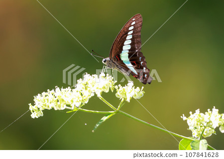 Meal of Aosujihaja 107841628