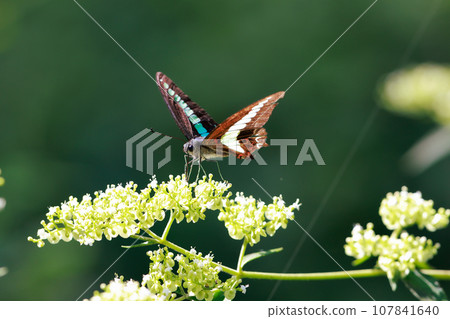 Meal of Aosujihaja 107841640