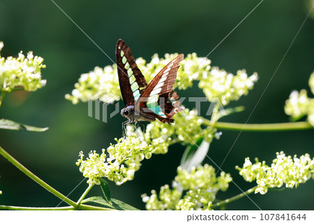 Aosujihaja的用餐 107841644