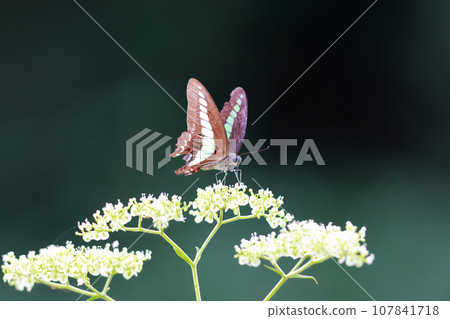 Meal of Aosujihaja 107841718