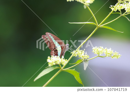 Meal of Aosujihaja 107841719