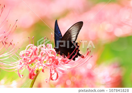 烏鴉燕尾從紅蜘蛛百合吸取花蜜 烏鴉燕尾從紅蜘蛛百合吸取花蜜 107841828