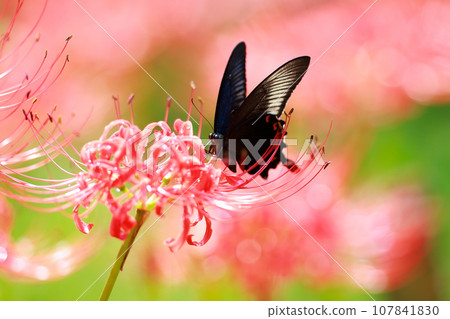 烏鴉燕尾從紅蜘蛛百合吸取花蜜 烏鴉燕尾從紅蜘蛛百合吸取花蜜 107841830