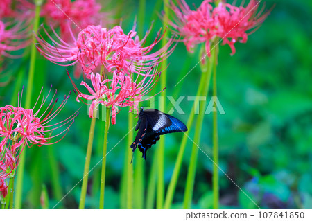 烏鴉燕尾從紅蜘蛛百合吸取花蜜 烏鴉燕尾從紅蜘蛛百合吸取花蜜 107841850