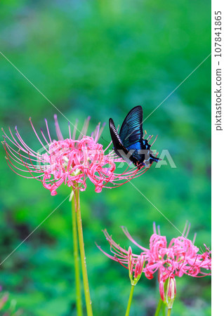 烏鴉燕尾從紅蜘蛛百合吸取花蜜 烏鴉燕尾從紅蜘蛛百合吸取花蜜 107841865
