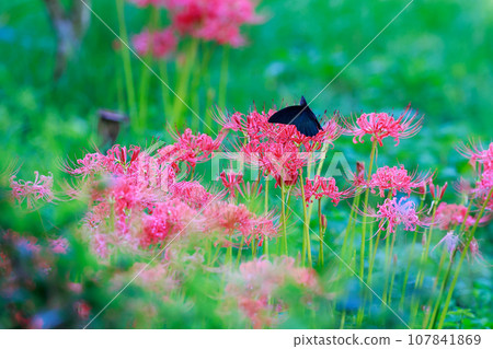 烏鴉燕尾從紅蜘蛛百合吸取花蜜 烏鴉燕尾從紅蜘蛛百合吸取花蜜 107841869