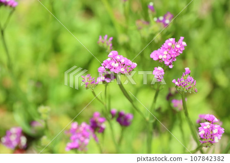 可愛的靜態花 可愛的靜態花 107842382