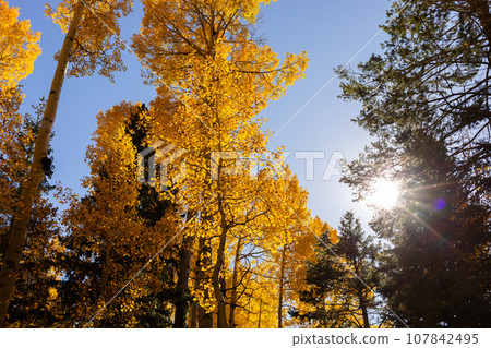 Golden Autumn Scene In Forest, Park, With Falling Leaves, The Sun Shining Through Trees And Blue Sky. Background, Fall Season. Fresh Vibrant Colors. Landscape. Scenic Scenery. Horizontal Plane  107842495