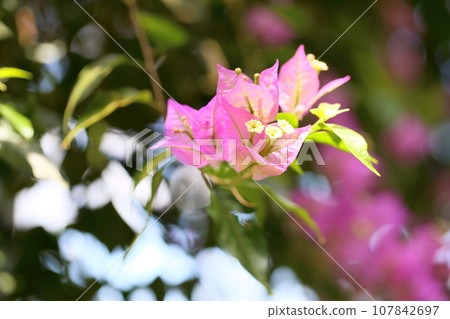 九重葛花 九重葛花 107842697