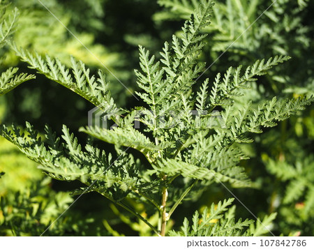 Asteraceae plant - Artemisia leaves Asteraceae plant - Artemisia leaves 107842786