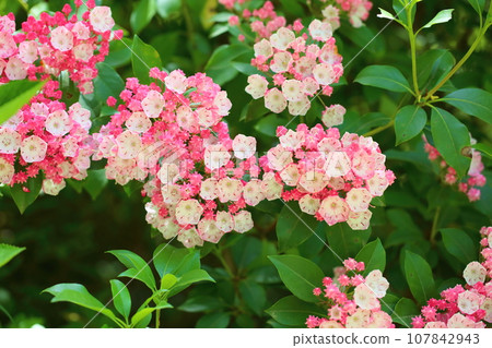 Flowers of Kalmire 107842943