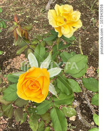 rose flower henry fonda rose flower henry fonda 107843056