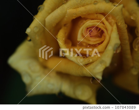 在雨季的十月盛開的黃玫瑰花“馬可波羅” 107843089