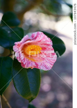 5080 Camellia Azuma Shibori 5080 Camellia Azuma Shibori 107843476
